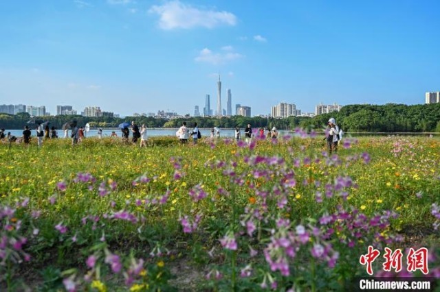 广州海珠湖的花__海珠湖花海