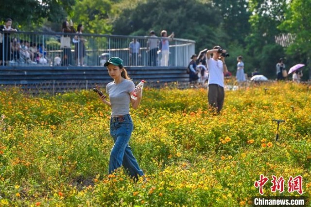 广州海珠湖的花_海珠湖花海_