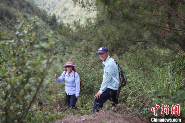 广西大瑶山护林员夫妻的林海深情：守好这座山，是我的责任