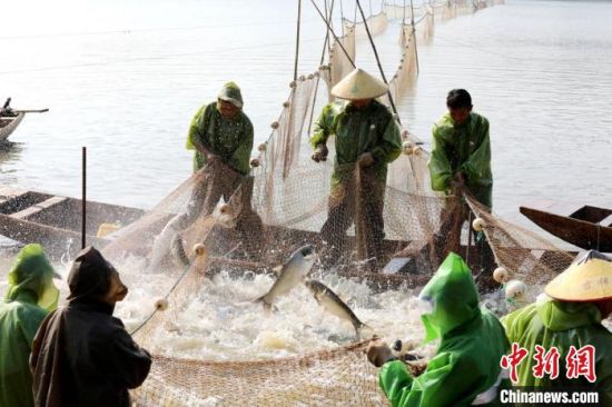 江西彭泽：鱼跃人欢秋捕忙