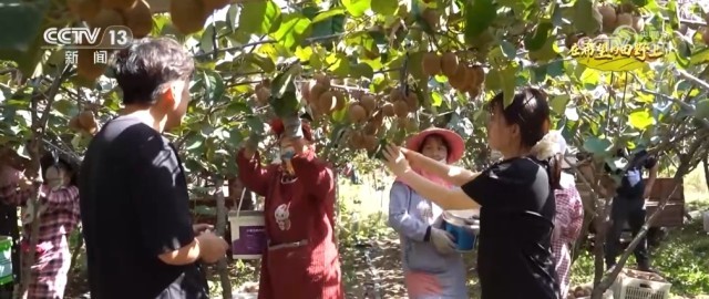 _好“丰”景里的年轻力量 新农人在猕猴桃园追梦_好“丰”景里的年轻力量 新农人在猕猴桃园追梦